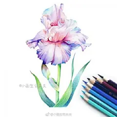 鸢尾花彩铅画手绘教程图片 鸢尾花彩铅怎么画 鸢尾花彩铅的画法_www.youyix.com