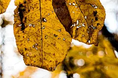 大特写,叶子,秋天,美洲山核桃,水平画幅,纹理效果,无人,户外,特写,明亮