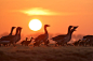 荷兰摄影师 Roeselien Raimond 生态摄影：自然界里动物最萌的瞬间。