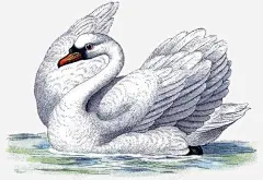 白色天鹅 设计图片 免费下载 页面网页 平面电商 创意素材