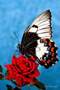 #@灵感图匠#~~Butterfly Rose ~~