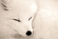 Arctic Fox ♥