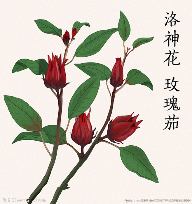 枫叶许话从阿九九九转采于2020-04-23 17:08:18手绘洛神花玫瑰茄插画