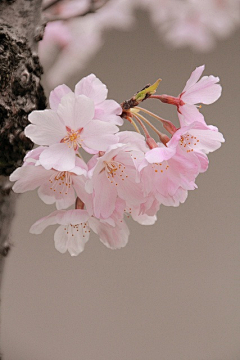 ♡小蝴蝶♡采集到繁花似锦