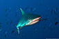 Palau - Marine Sanctuary : Palau's underwater images: sharks and manta rays