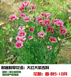 Tinaguoguo采集到植物品种