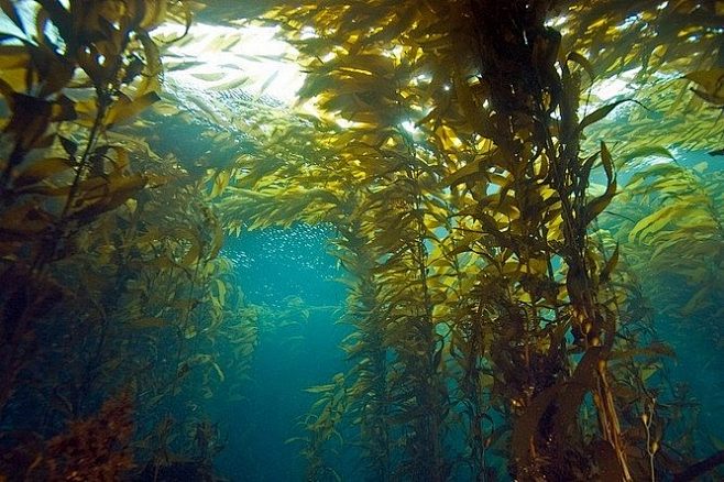 海底巨藻