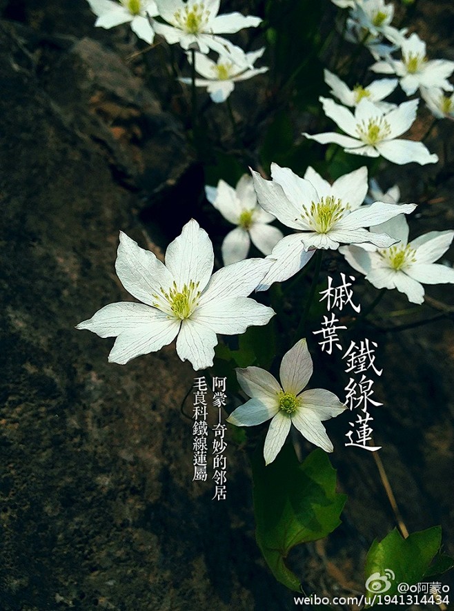 槭叶铁线莲花语图片