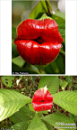 【来~亲一个~】这种植物的学名叫“Psychotria Elata”，也叫“嘴唇花”（Flower of Lips）。这种颜色鲜红的花朵不用抛“飞吻”就能吸引来蜂鸟和蝴蝶等传粉昆虫。这种植物可以在美国的哥斯达黎加以及哥伦比亚等森林地区找到。「科学探索」