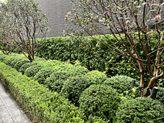 Asaya采集到S-示范区
