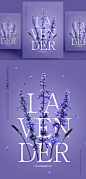 鲜花主题薰衣草海报PSD模板Flower poster template#ti375a7019 :  
