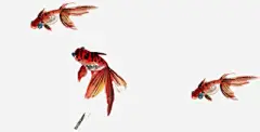 红色手绘虎头鱼插图免抠素材 创意素材 png素材
