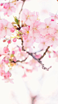 时光～森系