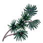 三脉佩兰Eupatorium ayapana