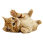 猫（2）【PNG】 - 福星 - 福星的博客