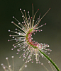 dosera scorpioides commonly called the shaggy sundew, a carnivorous plant
