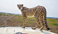 非洲旅行小猎豹温情抚摸游客