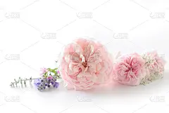 美丽的英国玫瑰花孤立在白色的背景。