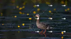 鸭 鸟 凫 Mac壁纸 女性 美丽的大自然 河 高清壁纸