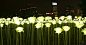 light-rose-garden_140216_02-800x420