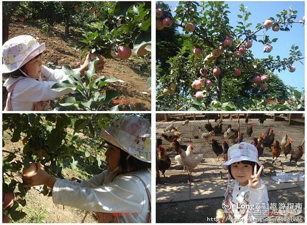 观十三陵进采摘园吃农家菜！, 景年ˇ知几...