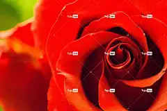 玫瑰 红色的 爱 浪漫 桌面背景 笔记本电脑壁纸 开花