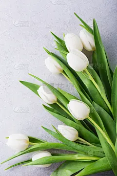 郁金香,白色,自然美,母亲节,贺卡,空的,母亲,灰色,情人节卡,复古风格