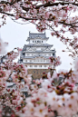 Himeji Castle, Japan by Naomi Locardi