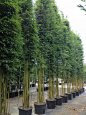 Graceful Weavers Bamboo | Bambusa textilis 'Gracilis', Graceful Bamboo, Weaver's Bamboo: 