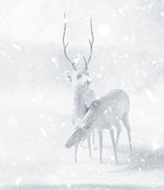 不语清欢采集到背景素材之冬季雪景