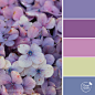 BS-color-palette-purple-petals