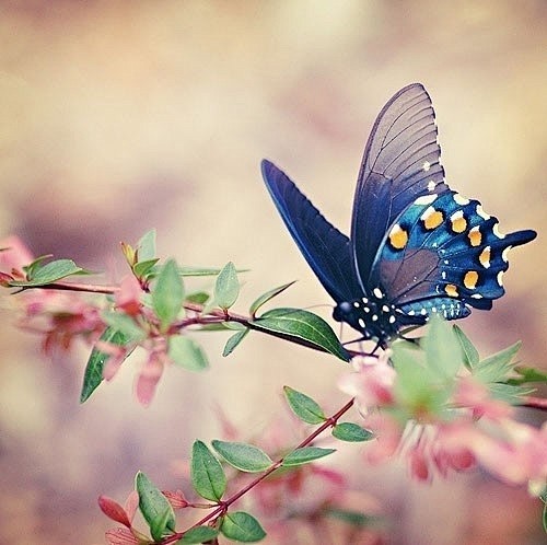 好美的蝴蝶呀。。记得香妃吗-捕风捉影-迷...