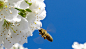 yellow and black hornet flying beside white flower during day time