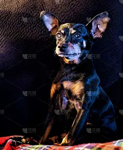 竖屏中的老狗