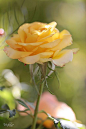 Yellow Rose: 