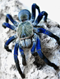 Blue Bottle Tarantula