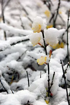 瑞雪迎春 三月中旬 迎春花 桃花相继开放 突如其来的一场雪让刚刚开放的迎春花包裹上一层白糖 鲜艳的迎春花被白白的白雪包裹起来 显得更加干净漂亮 今年的三月春又迎来一场倒春寒 让人们又欣赏到了这季节交替的美