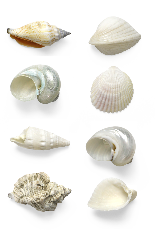 海螺贝壳.png