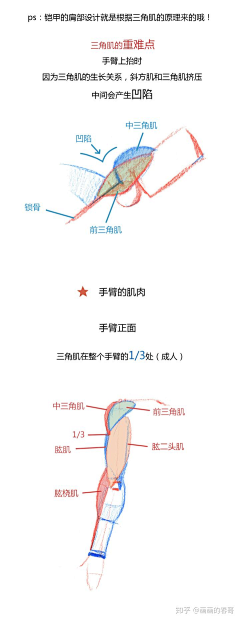 幻想萝卜采集到人体动态2
