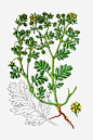五叶饰插画免抠素材_新图网 https://ixintu.com 草药 绿色植物 中草药手绘 五叶饰插画 五叶饰高清图片