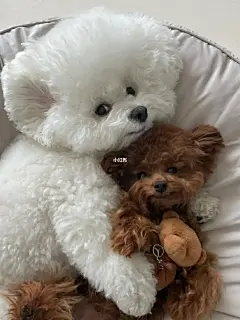 小熊抱着小熊抱着小睡