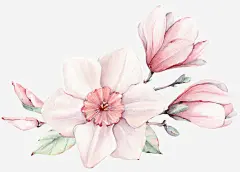 手绘粉色花朵玉兰花高清素材 包装设计 小清新包装 粉色花朵 花朵 花朵装饰 花瓣 花瓣装饰 花草设计 贺卡设计 元素 免抠png 设计图片 免费下载 页面网页 平面电商 创意素材