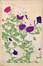 Chigusa Soun Flowers of Japan Woodblock Prints 1900