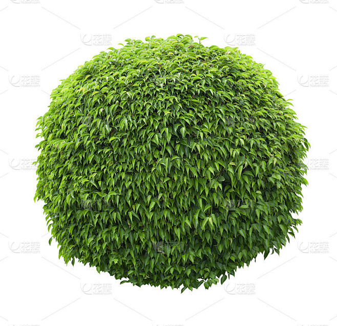 可爱的球形灌木孤立在白色的背景