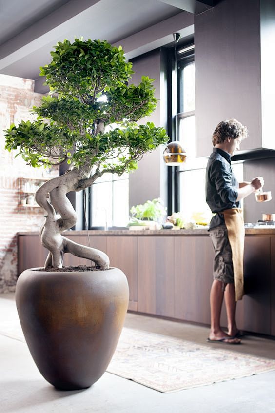 trendy grote plant -...