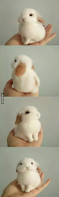 Adorable baby bun: 