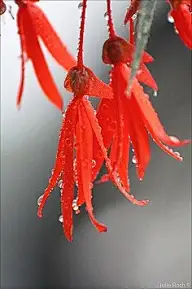 花·一花一流年一待故里