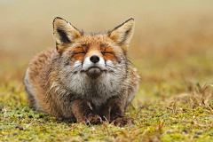 薏米狐狐采集到狐狐