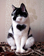 cute cat with heart on his chest