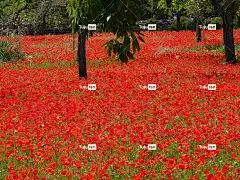 红罂粟 罂粟田 花壁纸 罂粟 红色的 自然 美丽的花朵 场地